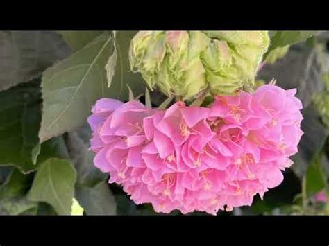 芙蓉 風水|【芙蓉與風水】家裡養芙蓉花在風水學上有什麼講究嗎 